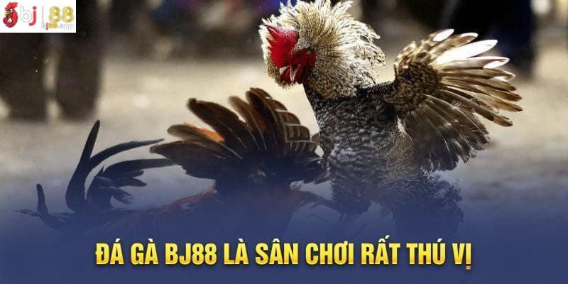 Đá gà Bj88 – Điểm đến được đông đảo kê thủ yêu thích Đá gà Bj88 – Điểm đến được đông đảo kê thủ yêu thích