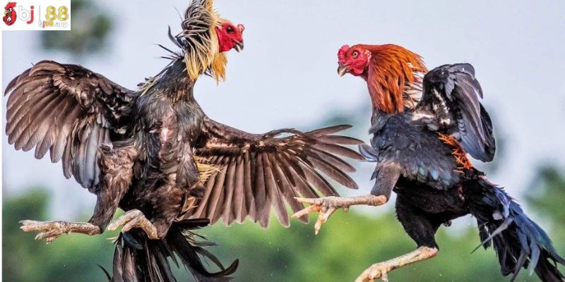 Sân chơi cung cấp các trận đấu sắc nét và sống động Sân chơi cung cấp các trận đấu sắc nét và sống động