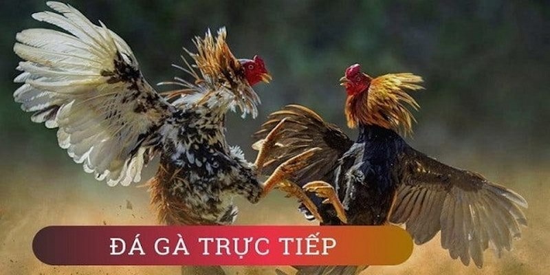 da ga philippines cua dao truc tiep anh dai dien
