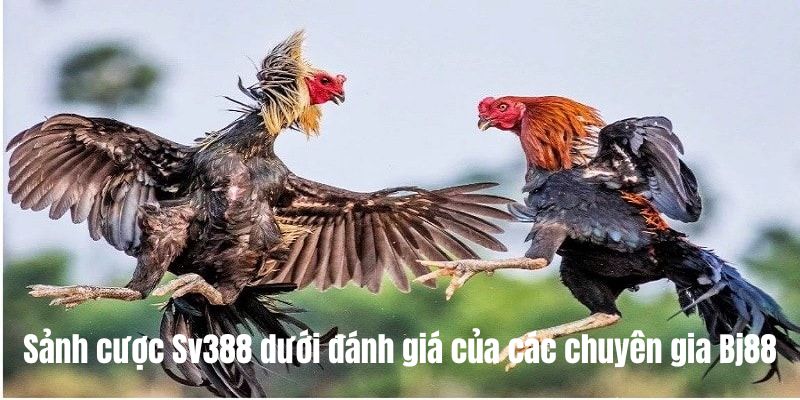 Lời khuyên hữu dụng về sảnh sv388 dưới đánh giá của chuyên gia Bj88 Lời khuyên hữu dụng về sảnh sv388 dưới đánh giá của chuyên gia Bj88