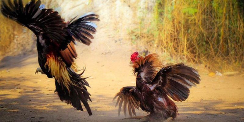 Những loại hình cược đá gà hấp dẫn Những loại hình cược đá gà hấp dẫn