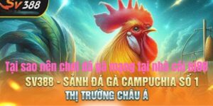 Tại Sao Nên Chơi Đá Gà Mạng Tại Nhà Cái Bj88?