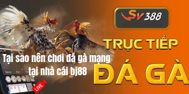 Cách tham gia chơi đá gà mạng tại BJ88 Cách tham gia chơi đá gà mạng tại BJ88