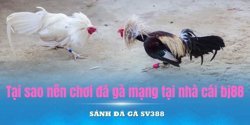 Lý do tại sao nên chơi đá gà mạng tại nhà cái Bj88 Lý do tại sao nên chơi đá gà mạng tại nhà cái Bj88