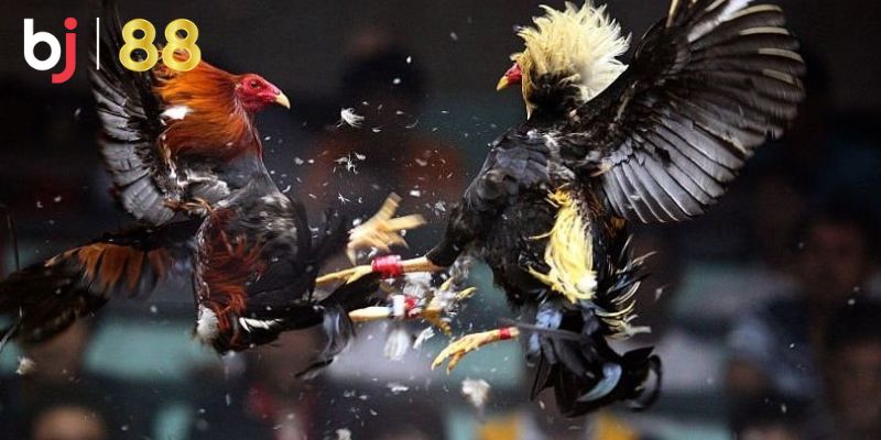 đá gà đòn Mẹo chơi đá kê online mà bạn nên nắm rõ
