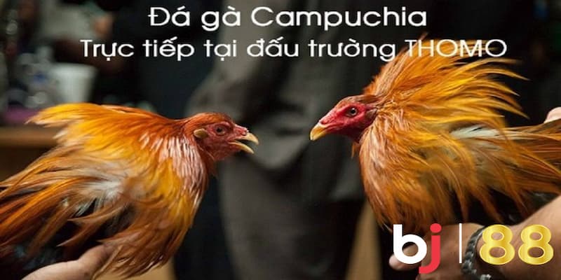 Xem đá gà trực tiếp casino Campuchia ở đâu uy tín nhất? Kinh nghiệm chọn địa điểm đá gà trực tiếp casino Campuchia uy tín