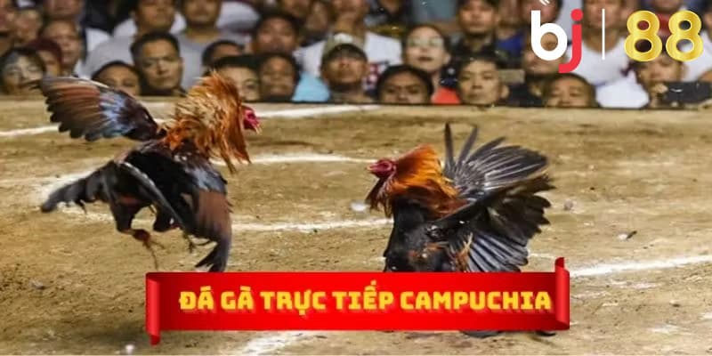 Xem đá gà trực tiếp casino Campuchia ở đâu uy tín nhất? BJ88 - Địa chỉ xem đá gà trực tiếp casino Campuchia uy tín