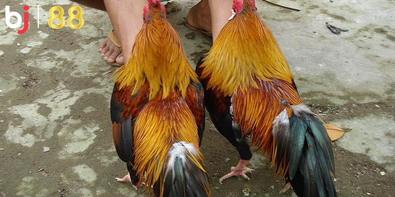 Gà linh kê Gà linh kê là gì?