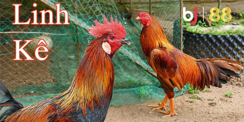 Gà linh kê Tử mị linh kê với những đặc điểm riêng biệt