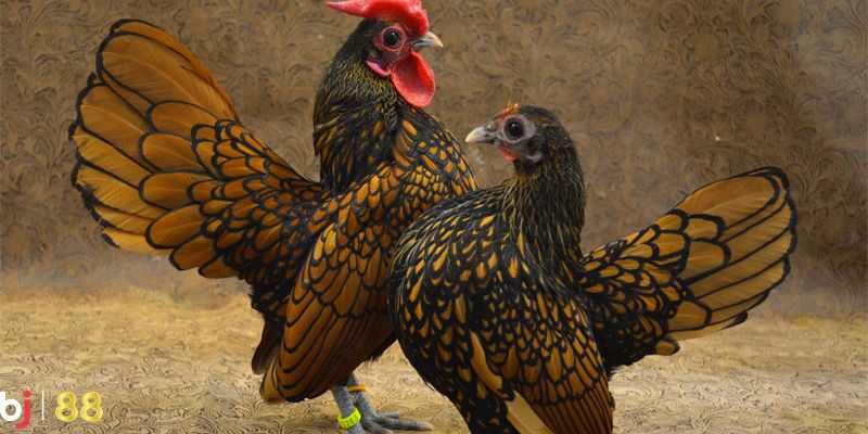 gà vảy cá Gà có lông với hình dạng giống vảy cá