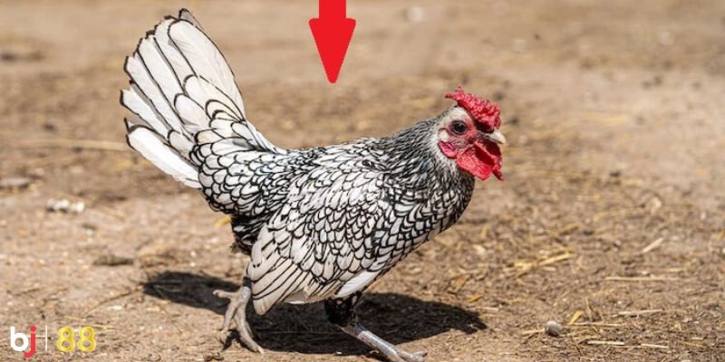gà vảy cá Giá bán gà vảy cá trên thị trường hiện nay
