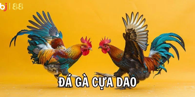 kinh nghiệm đá gà cựa dao Cần phân tích kỹ các chiến kê của hai bên