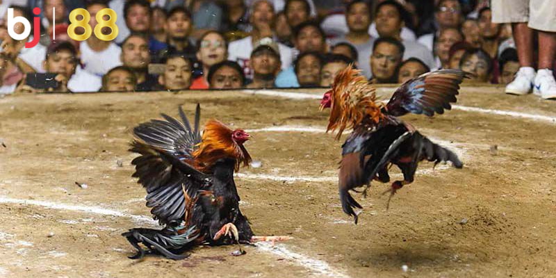 Tại Sao Đá Gà Trên Mạng Luôn Thua Với Những Người Mới Lý do cơ bản khi tại sao đá gà trên mạng luôn thua