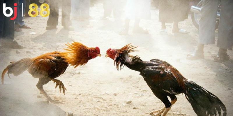Tại Sao Đá Gà Trên Mạng Luôn Thua Với Những Người Mới Chia sẻ các mẹo chiến thắng khi đặt cược đá gà trên mạng
