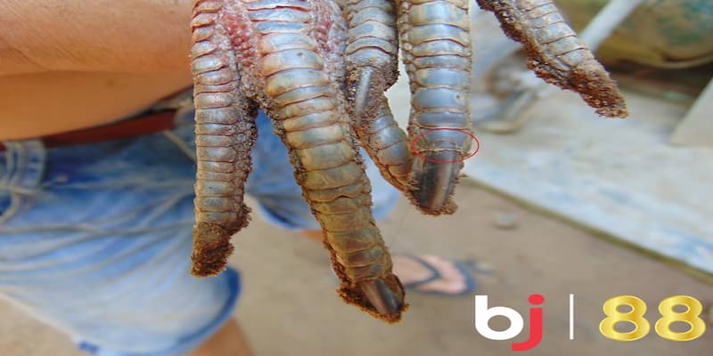Vảy Gà Dặm Đầu Hổ - Bật Mí Cách Xem Và Chăm Sóc Đúng Cách Các loại vảy gà dặm phổ biến