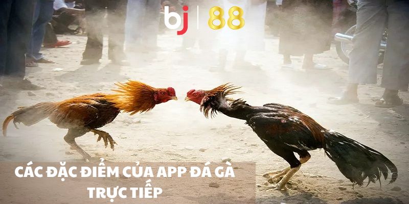 App Đá Gà Trực Tiếp - Ứng Dụng Theo Dõi Đá Gà Tiện Lợi Các đặc điểm của app đá gà trực tiếp
