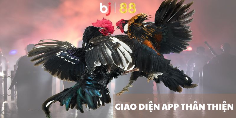 App Đá Gà Trực Tiếp - Ứng Dụng Theo Dõi Đá Gà Tiện Lợi Giao diện app thân thiện
