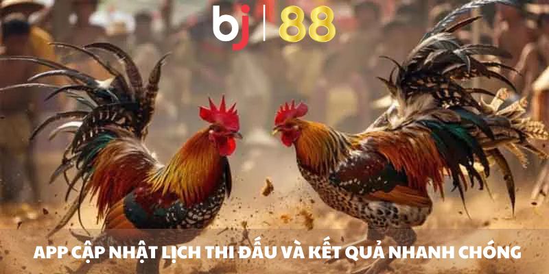 App Đá Gà Trực Tiếp - Ứng Dụng Theo Dõi Đá Gà Tiện Lợi App cập nhật lịch thi đấu và kết quả nhanh chóng